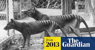 The tazmanian tiger, the thylacine. Zoologists Hunting Tasmanian Tiger Declare No Doubt Species Still Alive Wildlife The Guardian