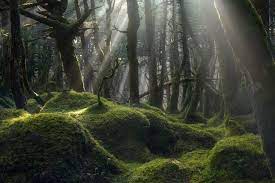Sho Hoshino On Twitter In 2021 Forest Photography Forest Landscape Landscape Photography