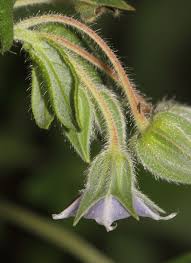 Image result for Trichodesma zeylanicum