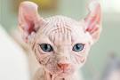 Available Sphynx Kittens For Sale & Cats For Adoption