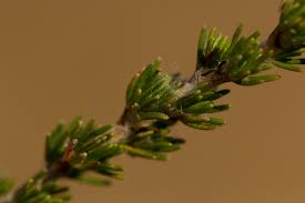 Image result for Cliffortia nitidula