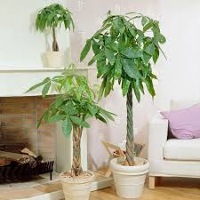 Here's how to repot your plant: Money Trees For Sale Fastgrowingtrees Com