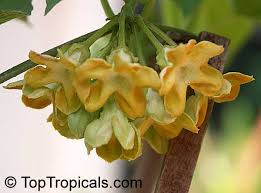 Image result for Telosma