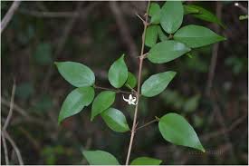 Image result for Canthium oligocarpum