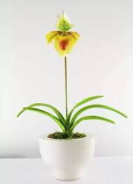 Our research has helped over 200 million users find the best products. What Are The Best Indoor Plants To Grow In India Quora
