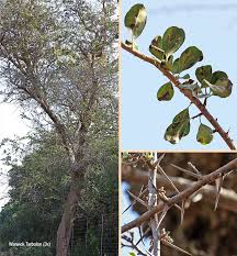Image result for Scolopia zeyheri