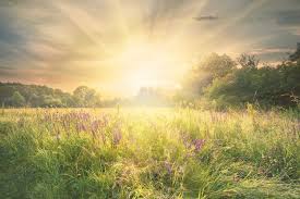 Obituary for Phyllis Baethke