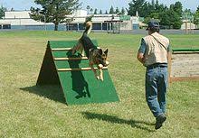 Intuitive fred888: Schutzhund training for Police types of larger dogs