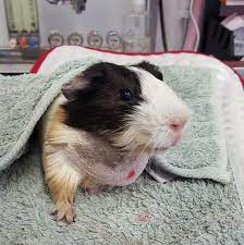 Guinea Pig Abscess Album On Imgur