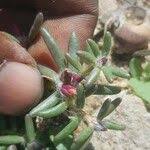 Image result for Portulaca foliosa