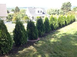 How To Plant Privacy Trees As A Hedge Pretty Purple Door