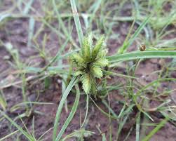 Image result for Cyperus mapanioides