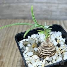 Image result for Trochomeria