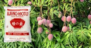 Tutorial cara mengatasi bunga gugur rontok melebatkan buah. Resepi Baja Ajinomoto Untuk Pokok Mabuk Berbunga Dan Lebat Berbuah Impiana