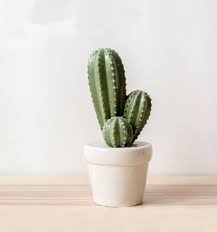 Where do saguaros go when they die? Txon Stores Your Choice For Home Products Ceramic Cactus Potted Plants 18 X 8 Cm