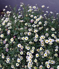 Image result for Erigeron karvinskianus