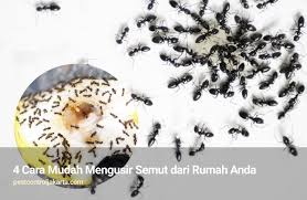 Medical doctor, wordpress fan & radio broadcasting. 4 Cara Mudah Mengusir Semut Dari Rumah Anda Fumida