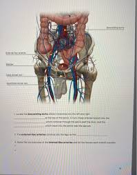 We did not find results for: Descending Sorta External Iliac Arteries Bladder Deep Chegg Com