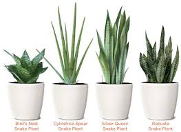 Dividing snake plant requires a little finesse. How To Grow A Snake Plant In Easiest Way Blog Nurserylive Com Gardening In India
