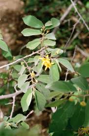 Image result for Grewia glandulosa