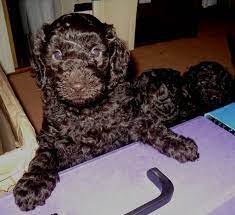 A poodle taller than 15 inches is considered a standard poodle, and poodles under 10 inches are classified as toy poodles. Chocolate Brown Pedigre Miniature Poodles For Sale Guildford Surrey Pets4homes