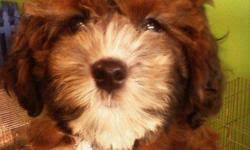It's an adorably fluffy dog that doesn't shed, is hypoallergenic and is known for its love of all humans. Cavapoo Puppies Price 650 For Sale In Oswego Illinois Best Pets Online