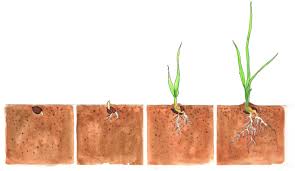 Shoppers may also find them in the aisle where rice and dry beans are s. Frontiers Need To Seed Ecological Genetic And Evolutionary Keys To Seed Based Wetland Restoration Environmental Science