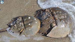 Why Horseshoe Crabs Wash Up On Sc Beaches In Spring Hilton Head Island Packet