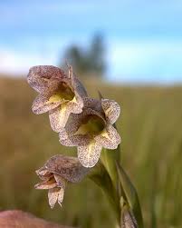 Image result for Gladiolus ecklonii