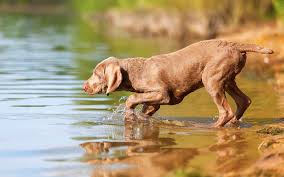 While your dog's eating and drinking schedule may remain constant for most of there life, certain issues can affect their habits. Do Weimaraners Like Water Swimming Guide For Your Weim