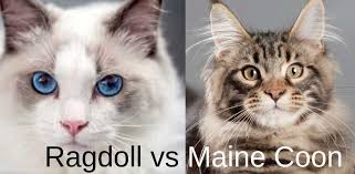 Maine Coon Vs Ragdoll A Comparison And Guide Maine Coon Expert