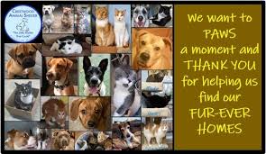 The humane society of missouri's st. Crestwood Animal Shelter Pet Adoptions Animal Shelter Crestwood