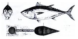 Perubahan mutu dan umur simpan ikan (suhu penyimpanan ikan; Pengertian Ikan Pisces Ciri Jenis Klasifikasi Dan Contoh