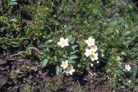 Image result for Hydrophyllaceae