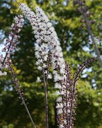 Bugbane ‘Brunette’