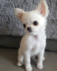 Explore 81 listings for white chihuahua puppies for sale uk at best prices. Beautiful All White Chihuahua Chihuahua Puppies White Chihuahua Cute Baby Animals