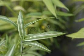 Image result for Pleioblastus fortunei