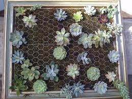 See how a living succulent wall was created in a small northern california backyard. How To Make A Vertical Succulent Garden Now This Is A Show Stopper Of A Diy Vertical Succulent Gardens Succulent Wall Garden Succulents Diy