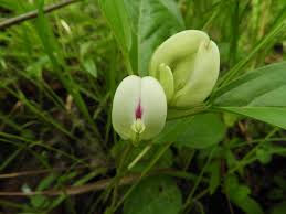 Image result for Macrotyloma