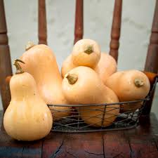 Ef þú byrjar að klippa um leið og fjórir til fimm ávextirnir eru stilltir, ættu vínviðin að vera nógu mjúk til að klípa af með. Winter Squash Butterbush Cucurbita Moschata My Garden Life