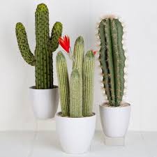 Choose healthy plants and prepare a scion. 51 Cactus Grafts Ideas Cactus Grafting Cacti And Succulents