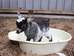 Rehydration to get the body temperature above 100*f is vital. Skate Rumple Orkney On Twitter Cute Goats Baby Goats Goats