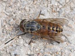 Tabanus bovinus | Animals, Bee, Insects