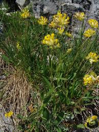 Image result for Antopetitia abyssinica