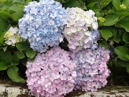 Want to learn the hidden meanings of. Flowers Flowers Name Flowers Pics Flower Images Beauty In Nature Hydrangea Leaf Plant Part Growth Vulnerability Pxfuel