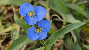 Image result for Commelina