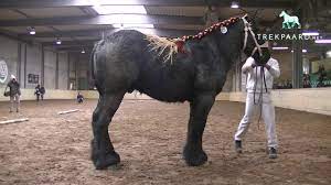The belgian draft horse is one of the most influential heavy horse breeds in the world. Buffel Van De Driesprong Belgian Draft Horse Stallion Youtube