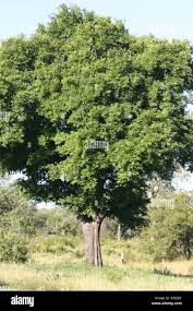 Image result for Diospyros mespiliformis