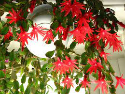 Easter cactus require good draining pots and prefer to be moist in the growing season but not standing in water or have wet feet. Easter Cactus Schlumbergera Gaertneri Guide Our House Plants