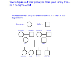 How To Figure Out Your Genotype From Your Family Tree Ppt